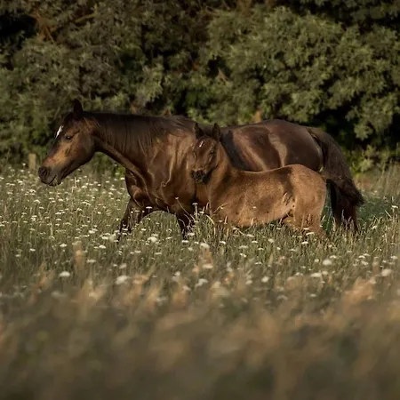 Au Bord De L Entre Prairies Et Chevaux 펜션 Siest