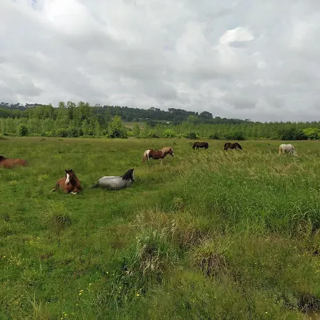 Au Bord De L Entre Prairies Et Chevaux Siest
